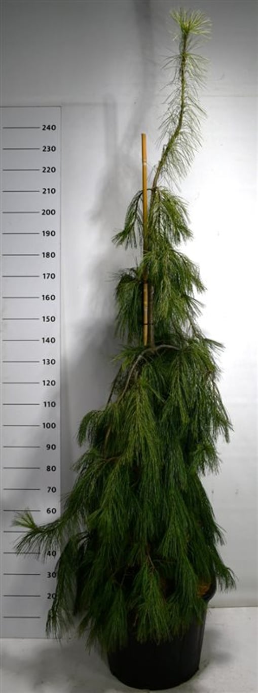 Pinus strobus 'Pendula' - C65 180-200 CM
